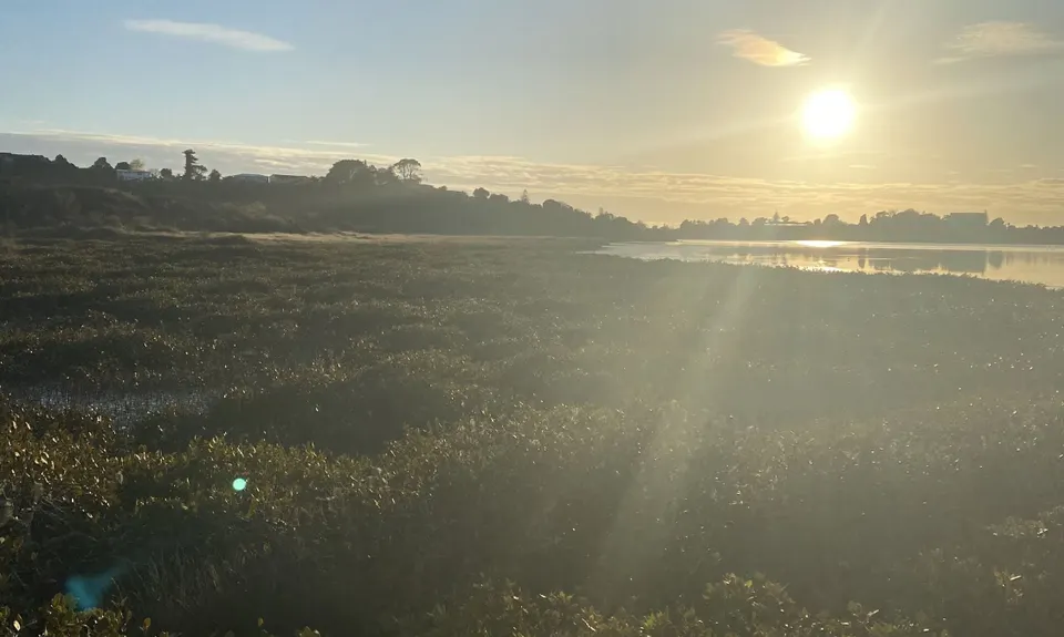 Daisy Hardwick Loop, Bay of Plenty