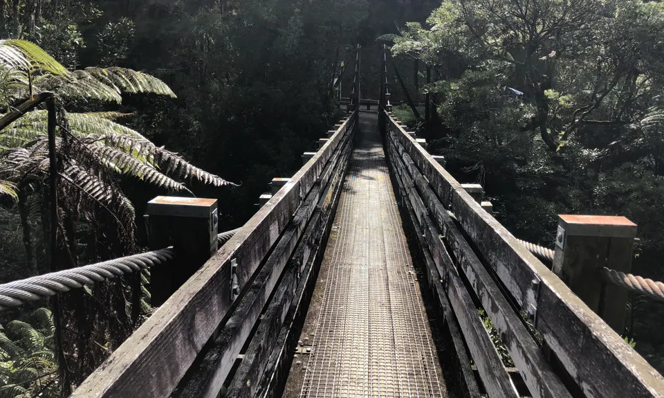 Suspension Bridge Track , Auckland