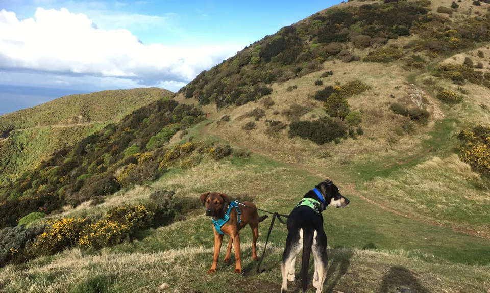 Barking Mad on Barking Emu, Wellington