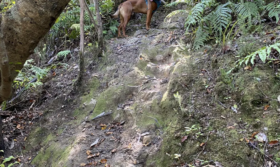 Tawhai Loop, Wellington