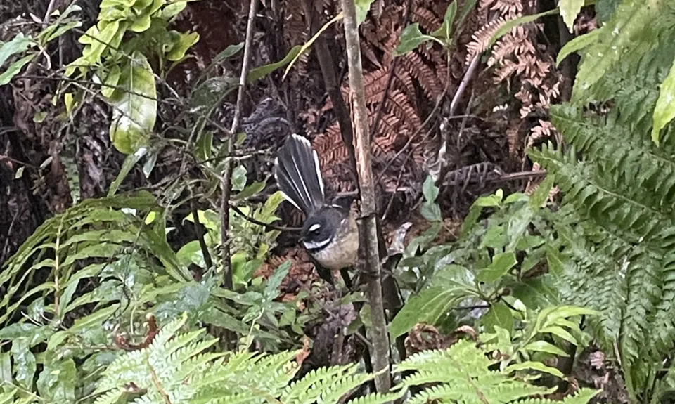 Ernie's loop, Auckland