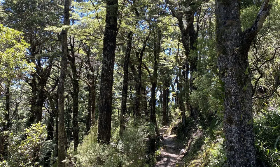 Rata Ridge, Wellington