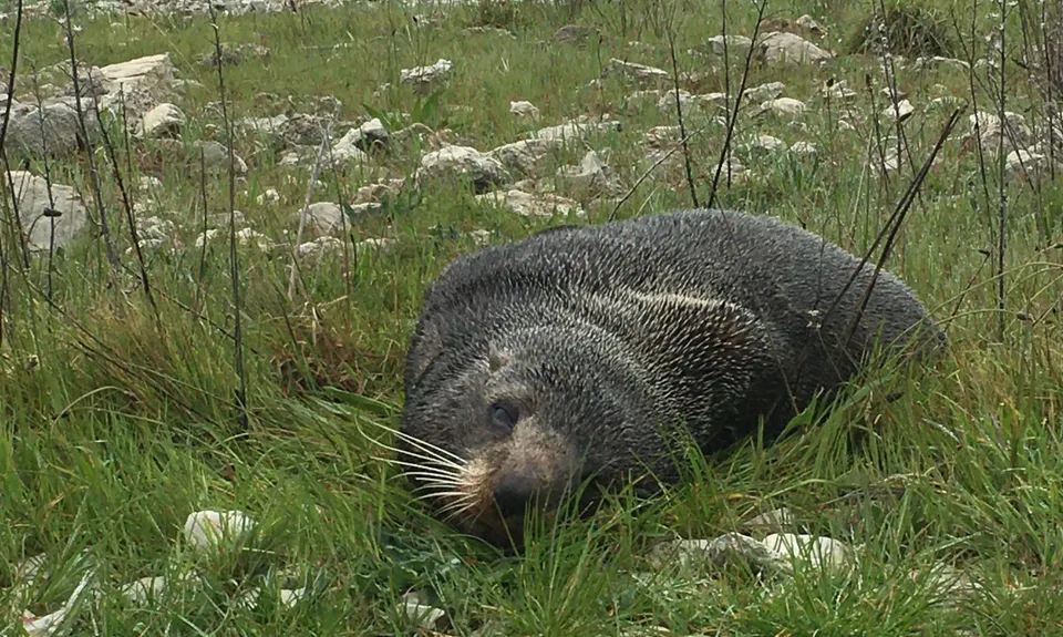 Kaikoura Cracker, Canterbury