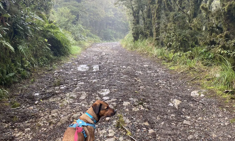 Mt Climie & Tane's Track, Wellington