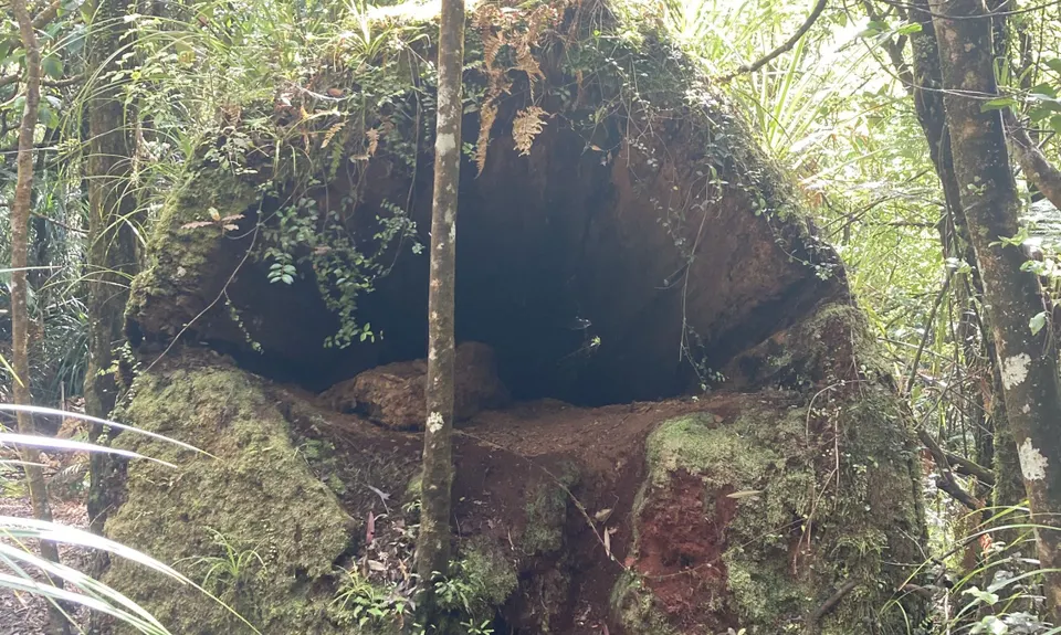 Lindemann's Loop, Bay of Plenty