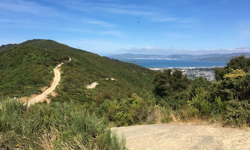 Te Whiti Firebreak Calf Burn, Wellington