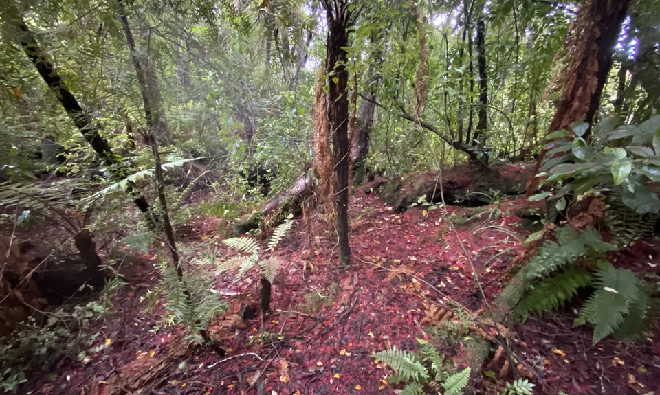 Ultimate Ulva, Southland
