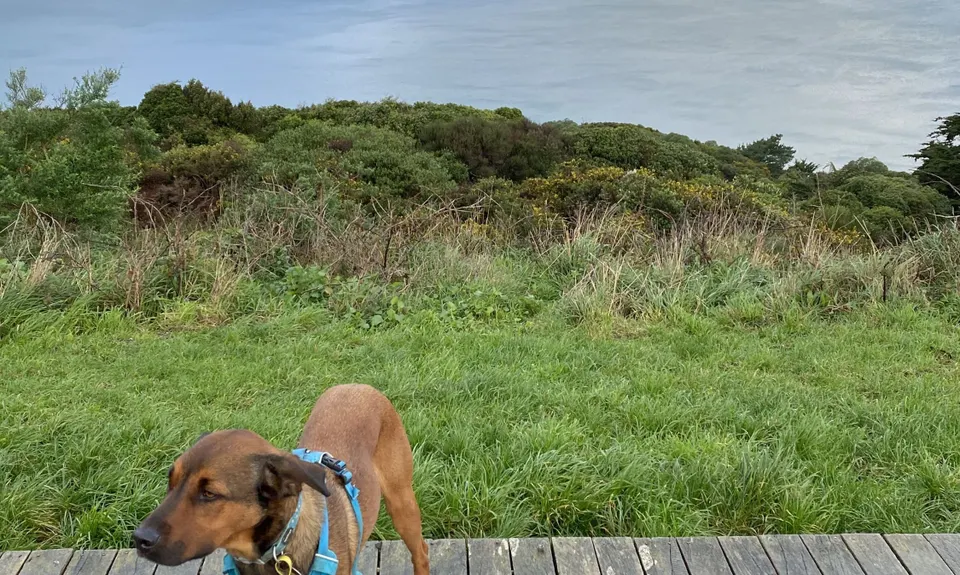 Te Ara Papararangi Views, Wellington