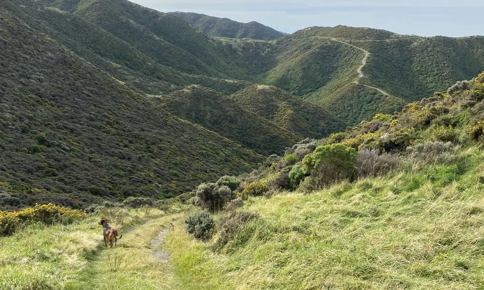 Spooky Gully and the Rocky Shore, Wellington