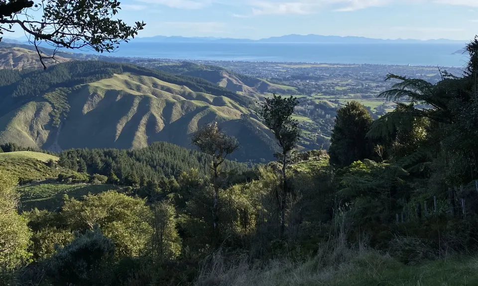 The Whole Hemi, Wellington