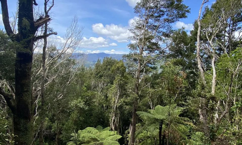 Rata Ridge, Wellington