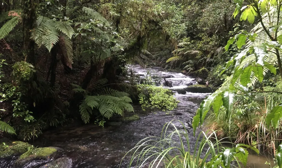 Woods Mill Track, Waikato