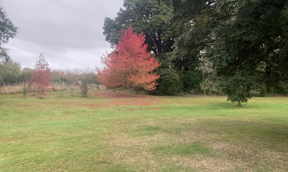 Ohakune Town/Forest Loop, Manawatu - Wanganui