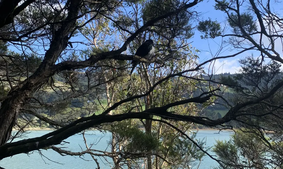 Purakaunui Beach Loop, Otago