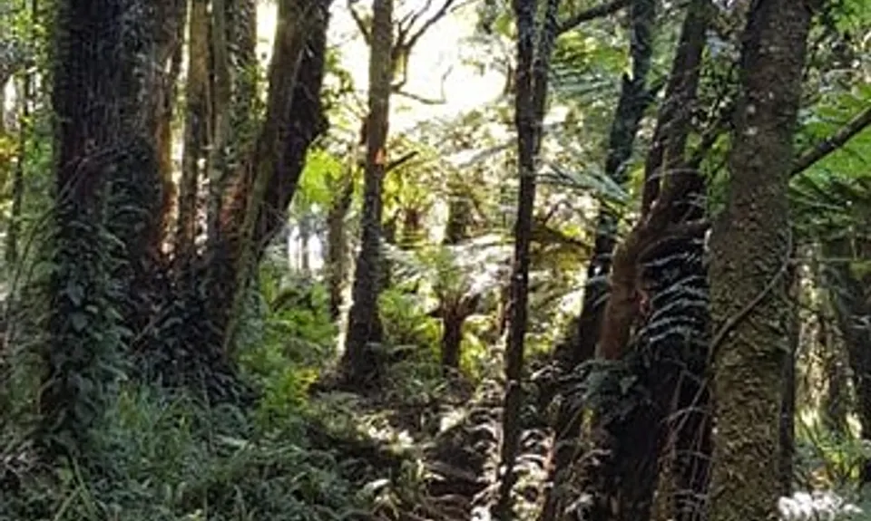 Tuahu To Wairere , Waikato
