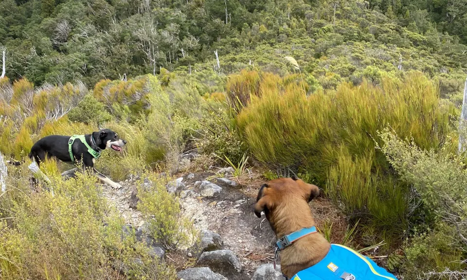 Dobson Loop, Wellington