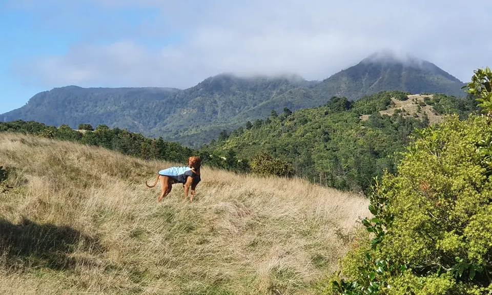 Eliza Mine Climb, Bay of Plenty