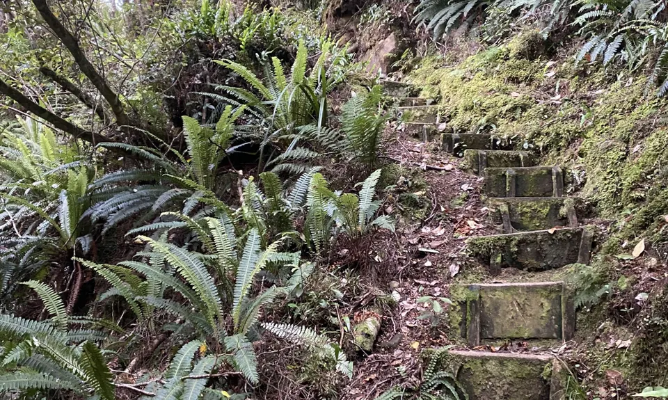 Catlins River Track, Otago