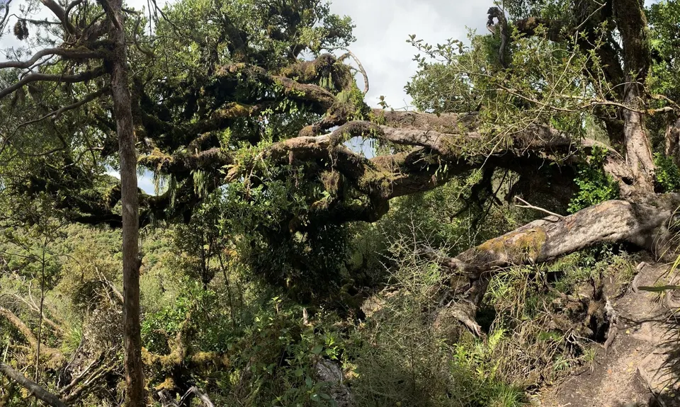 Tauhara Grunt, Waikato