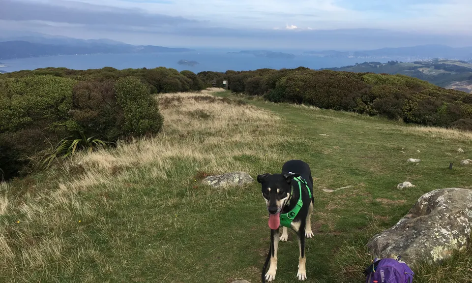 Belmont Trig, Wellington