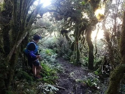 Pureora Double, Manawatu - Wanganui