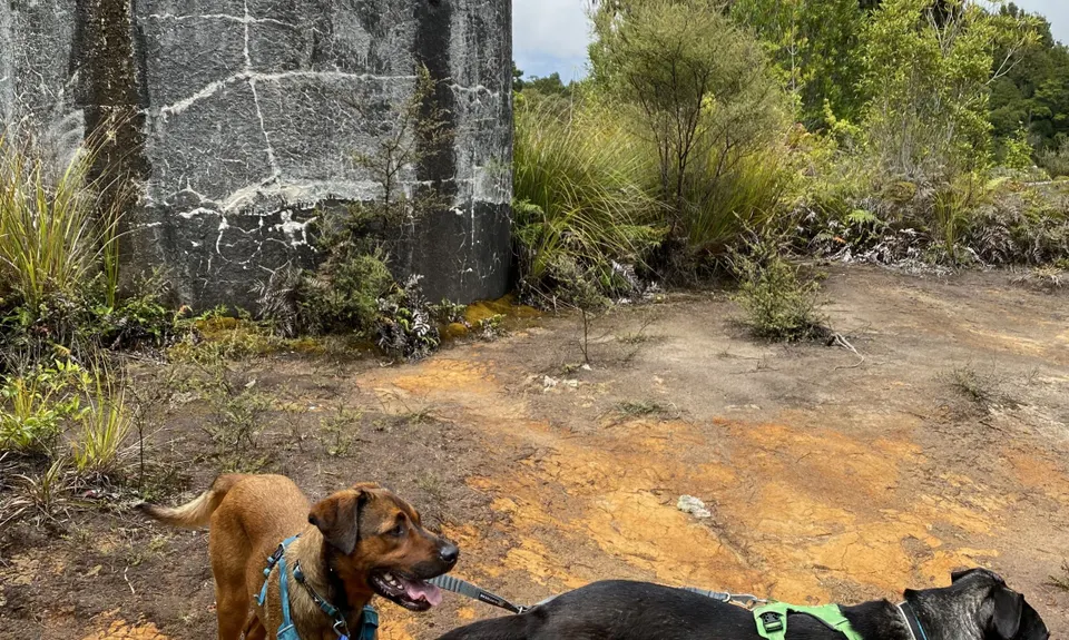 A Roundabout Way to the Lost Tank, Bay of Plenty