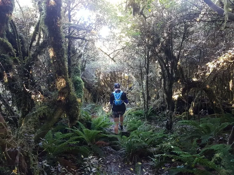Pureora Double, Manawatu - Wanganui