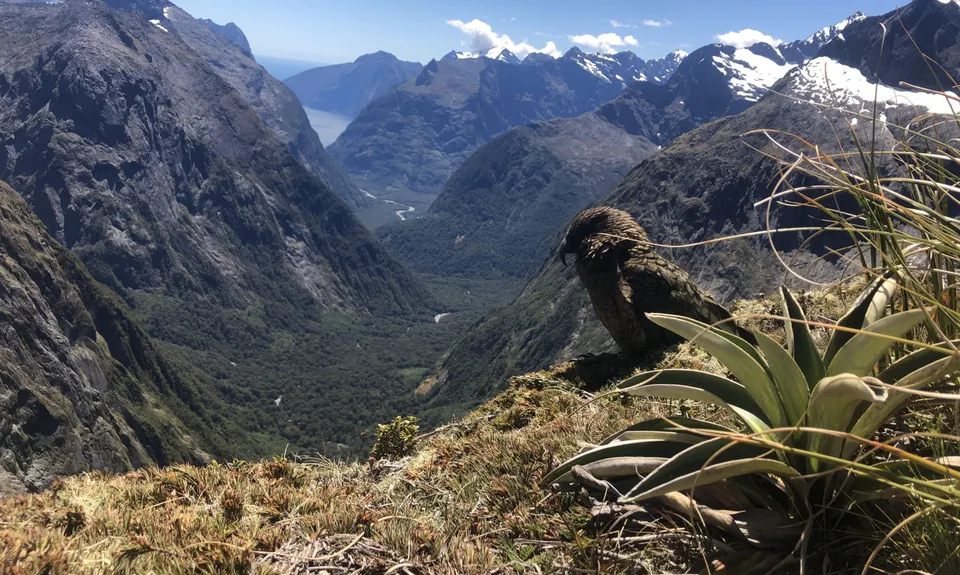 Gobsmacking Gertrude, Southland