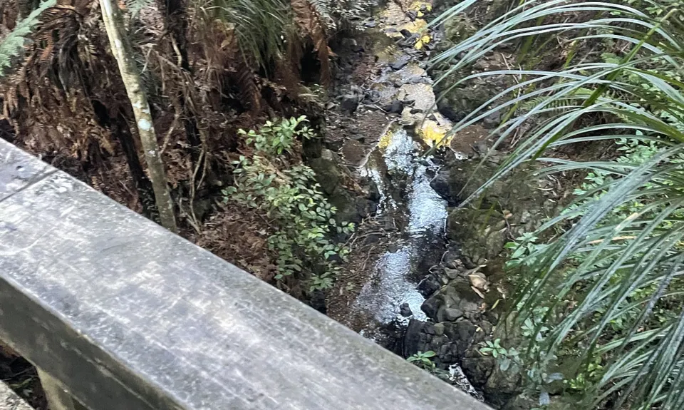 Wairoa Suspension Loop, Auckland