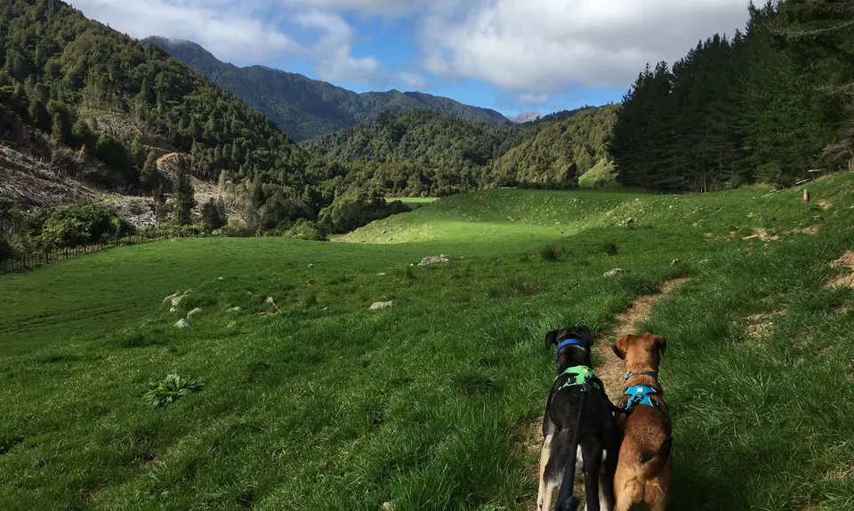 Waiopehu Gable Grunt, Manawatu - Wanganui