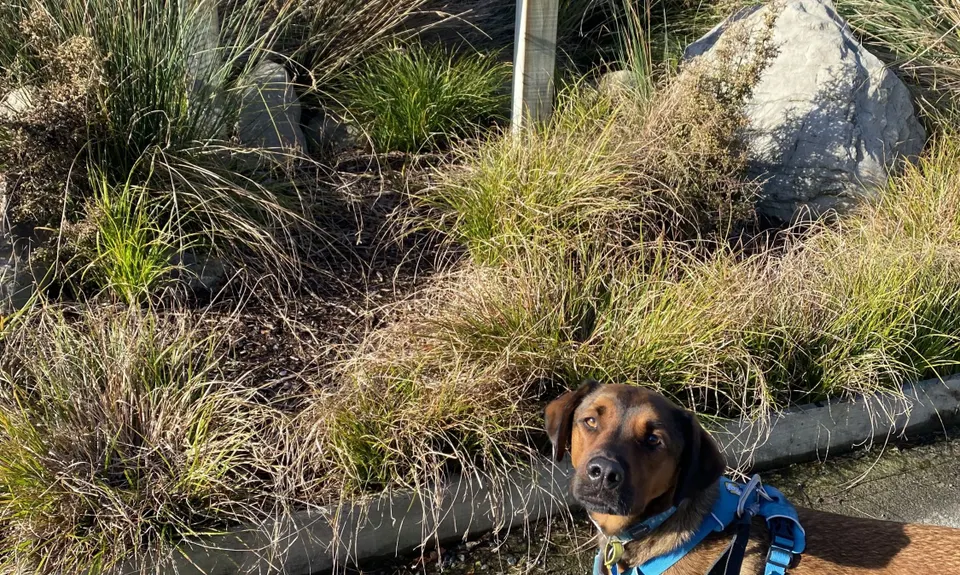 Tawhai Loop, Wellington