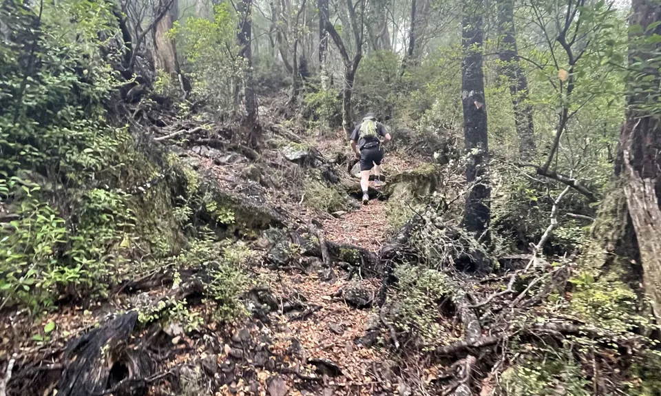 Pelorus Loop Track , Marlborough