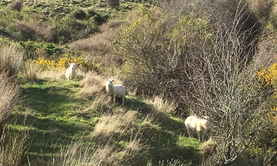 Karetai, Highcliff, Paradise and Greenacres, Otago