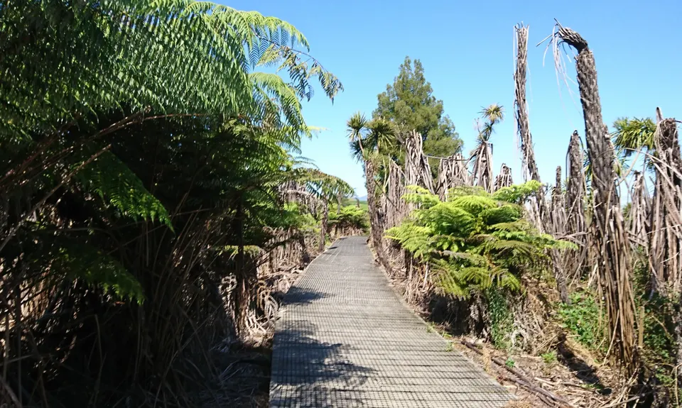 Lake Ngaroto, Waikato