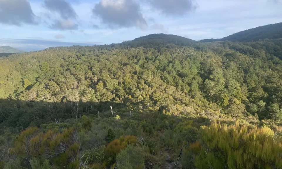 Dobson Loop, Wellington