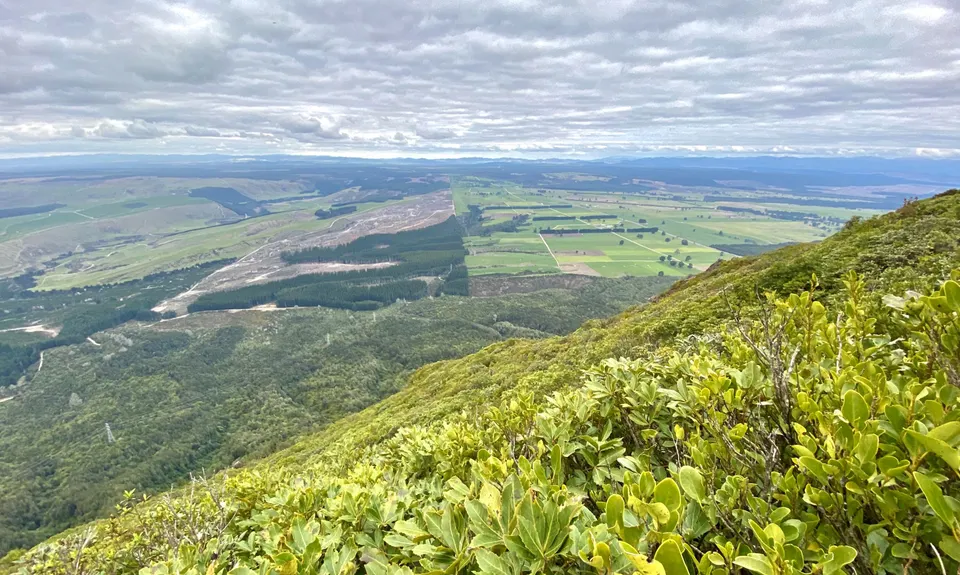 Tauhara Grunt, Waikato