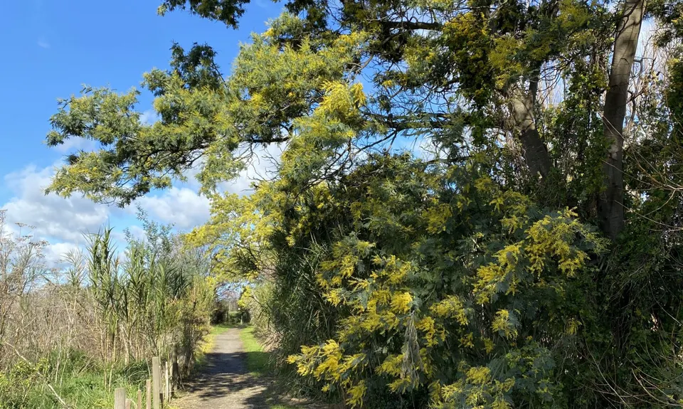 Awahuri Forest Kitchener Park, Manawatu - Wanganui
