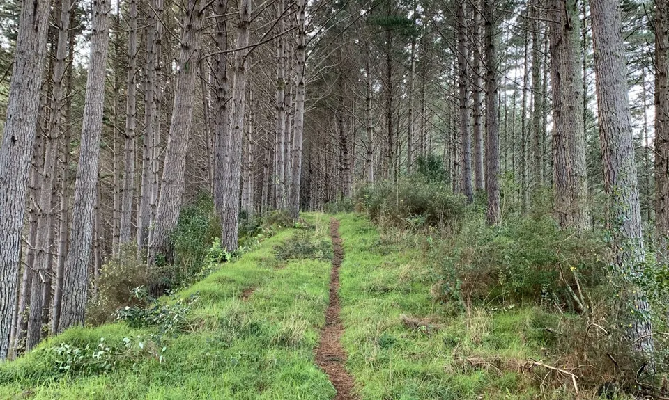 Orum Road/Te Araroa loop, Auckland