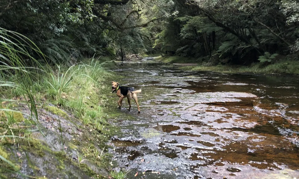 Mangorewa Loop Track , Bay of Plenty