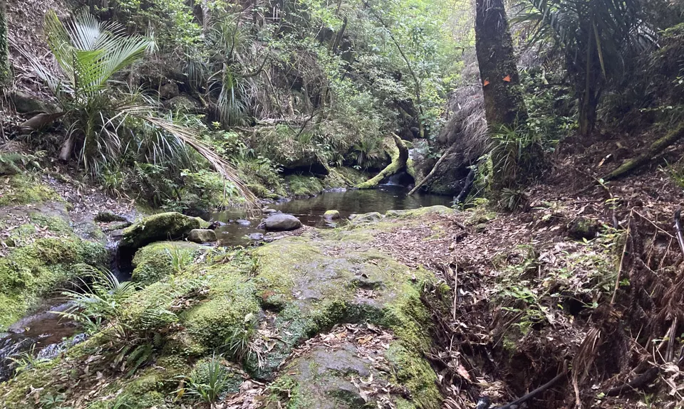 Lindemann's Loop, Bay of Plenty