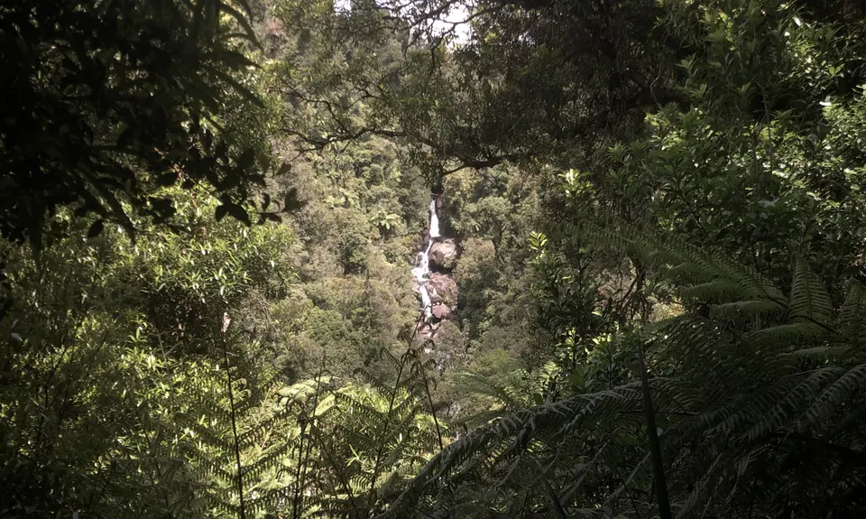 Ngamuwahine - Bobs Loop, Bay of Plenty