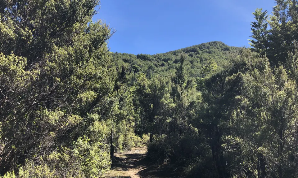 Mt Oxford Half, Canterbury