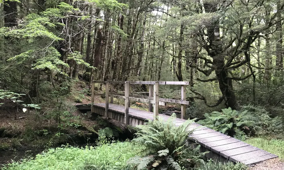 Daniells Dash, West Coast