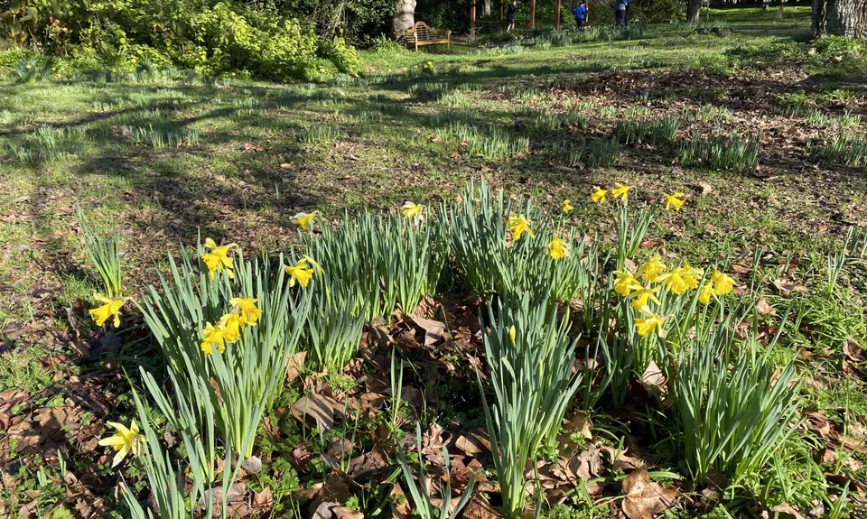Mt Lees Daffodil Dash, Manawatu - Wanganui