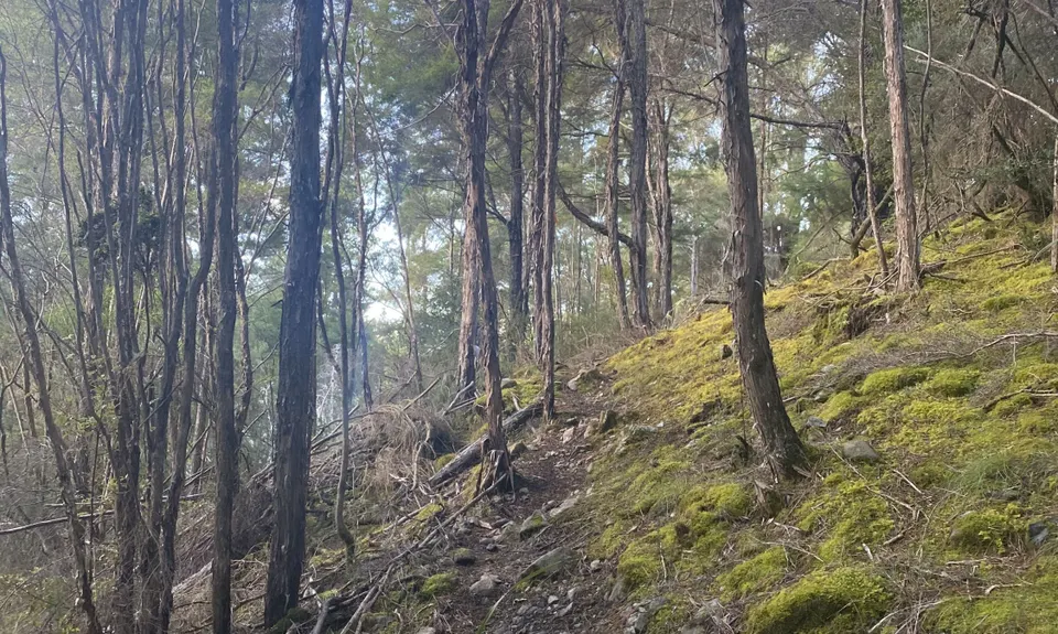 Hacket Chromite Mine Loop, Tasman