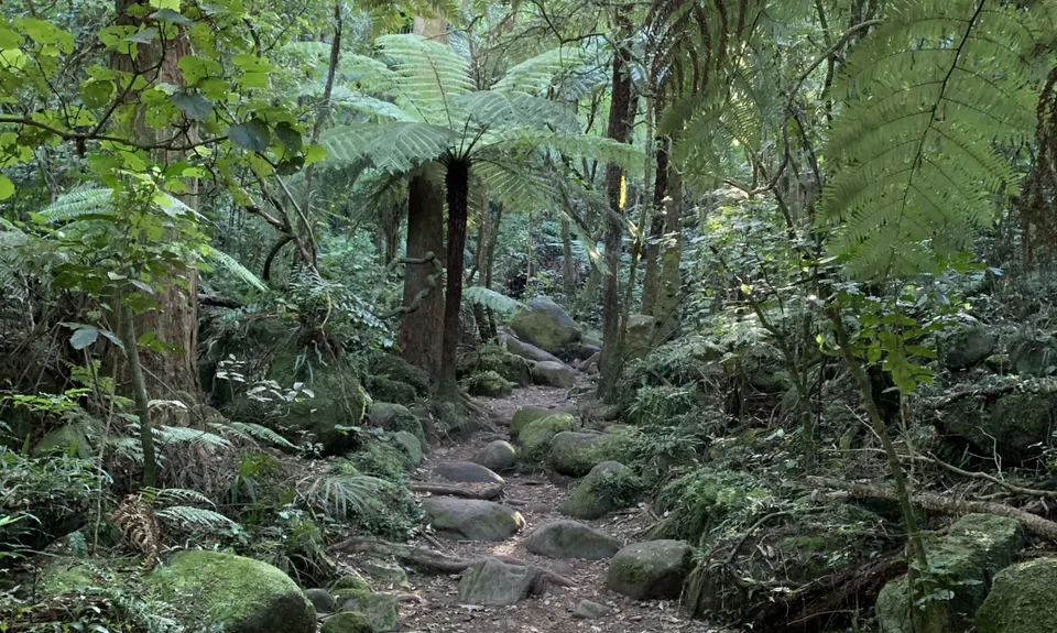 Wairere Falls, Waikato