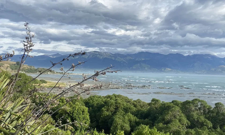 Kaikoura Cracker, Canterbury