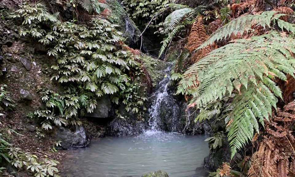 Orum Road/Te Araroa loop, Auckland