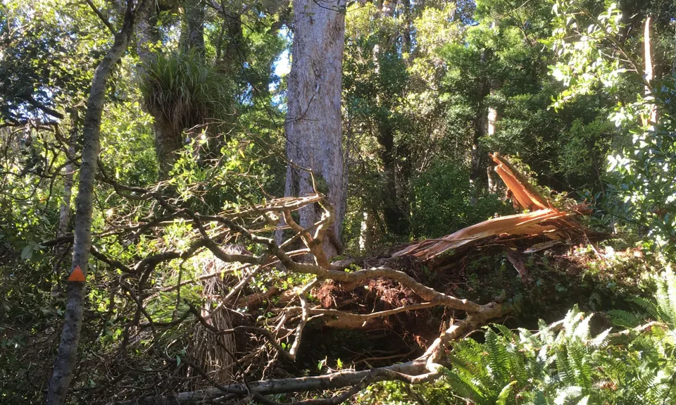 Where in the Whakanui?, Wellington