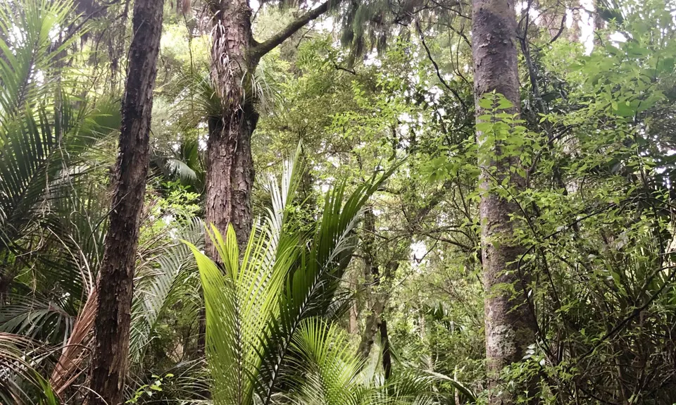 Puhinui Stream Forest Trail, Auckland